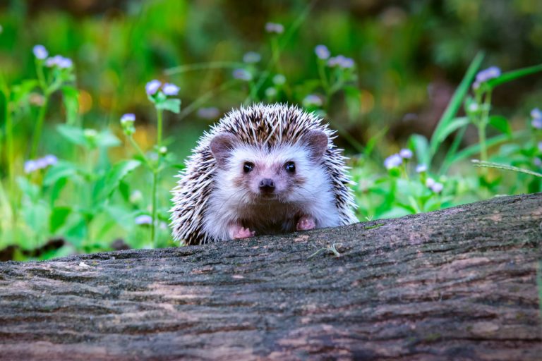 A hedgehog climbing over a log.